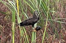 1 Hour Sunset Airboat Tour