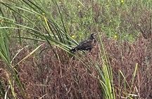 1 Hour Sunset Airboat Tour