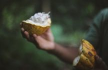 Rum and Chocolate Pairing Experience in Puerto Viejo de Talamanca