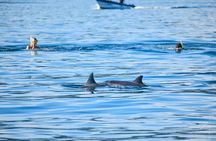 Swimming with dolphin including snorkeling activity