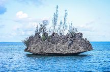 Swimming with dolphin including snorkeling activity