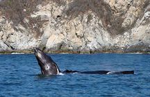 Private Huatulco Whale & Dolphin Adventures