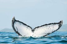 Private Huatulco Whale & Dolphin Adventures