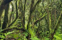 Tenerife Anaga Mountains Round trip in the Laurel Forest