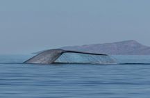 Whale Watching Adventure in Loretos Sea of Cortez