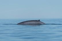 Whale Watching Adventure in Loretos Sea of Cortez