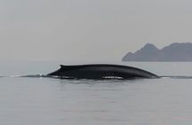 Whale Watching Adventure in Loretos Sea of Cortez