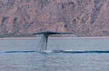 Whale Watching Adventure in Loretos Sea of Cortez