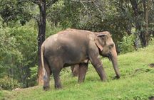 Care Pride Elephants: Full-Day Tour Experience