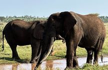 Ngorongoro Crater Day Trip