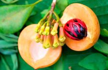 Zanzibar Stone Town Private Walking Tour