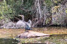 Clear Kayak Tour and Optional Swim with Manatees in Crystal River