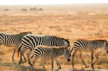 1 Day Flying Safari from Zanzibar to Selous Game Reserve