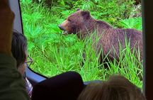 3 Hour Guided Driving Tour in Hoonah Alaska