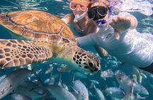 New! Small group catamaran snorkel & sail in Carlisle bay (max 6)