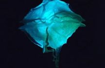 Bioluminescent Bay Kayak Tour in Fajardo Puerto Rico