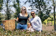 Purple Tea Farm Day Trip at Gatura Greens From nairobi