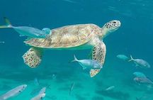 Beach hopping Private Jeep Tour with Champagne included