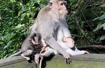 Cần Giờ Eco-Tour with Monkeys, Crocs & War History