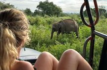 Udawalawe National Park Safari from Mirissa or Weligama