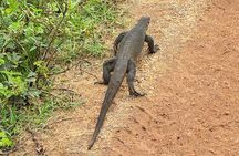 Udawalawe National Park Safari from Mirissa or Weligama