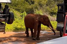 Udawalawe National Park Safari from Mirissa or Weligama