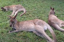 Australia Zoo Private Group Tour from Brisbane