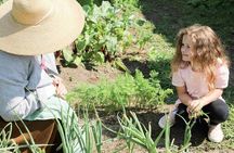 Tour to Plymouth including Plimoth Patuxet Museum and Mayflower