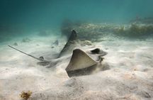 Goat Island Experience Guided Snorkelling for Beginners