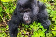 4 Days Rwanda Tour with Gorilla and Chimpanzee Trekking