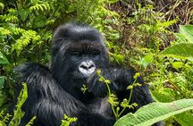 4 Days Rwanda Tour with Gorilla and Chimpanzee Trekking