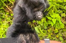 4 Days Rwanda Tour with Gorilla and Chimpanzee Trekking