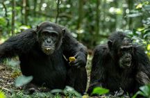 4 Days Rwanda Tour with Gorilla and Chimpanzee Trekking