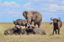 Day Tour to Maasai Mara Reserve From Nairobi