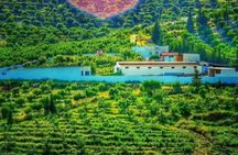 Archaeological and culinary treasure and olive oil tasting