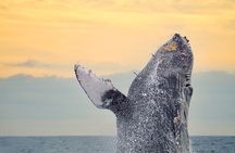 Sunrise Whale Watching boat tour with marine biologist