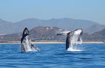 Sunrise Whale Watching boat tour with marine biologist