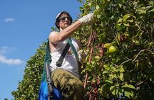 Full-day Private Tour from Gaza Envelope