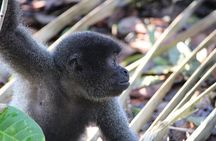 Three Days in the Amazon Jungle with Jungle Lodge from Manaus Am
