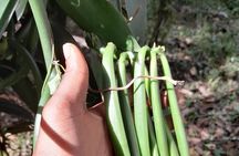 Zanzibar Organic Spice Farm Tour With Lunch