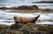 Snæfellsnes Private Tour At Iceland’s West Coast of Wonders