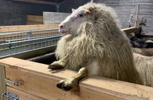 Private Farm Experience & Silver Circle Day Tour in West Iceland