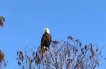 1 Hour Florida Everglades Wildlife Tour