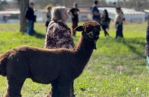 Walk with the Alpacas of Monviso in the green of Turin