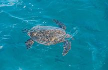Ultimate Sunset Turtle Snorkeling Ocean Sports with Transport