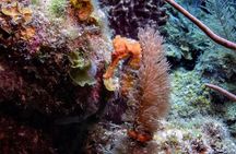 Roatan Night Time Snorkel Tours and Custom Snorkel Tours