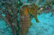 Roatan Night Time Snorkel Tours and Custom Snorkel Tours