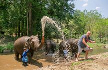 Chiang Mai Elephant Sanctuary and Sticky Waterfall Day Tour