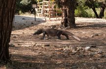 Shared Trip Sailing Komodo 3D2N