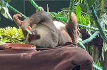 Wildlife & Waterways: Jaguar Rescue & Tortuguero Canals Tour